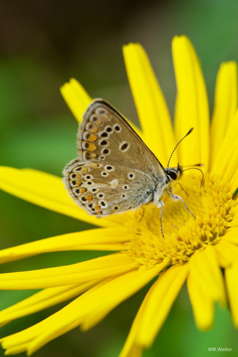 Hauhechel-Bläuling - Sommer ohne Schmetterlinge