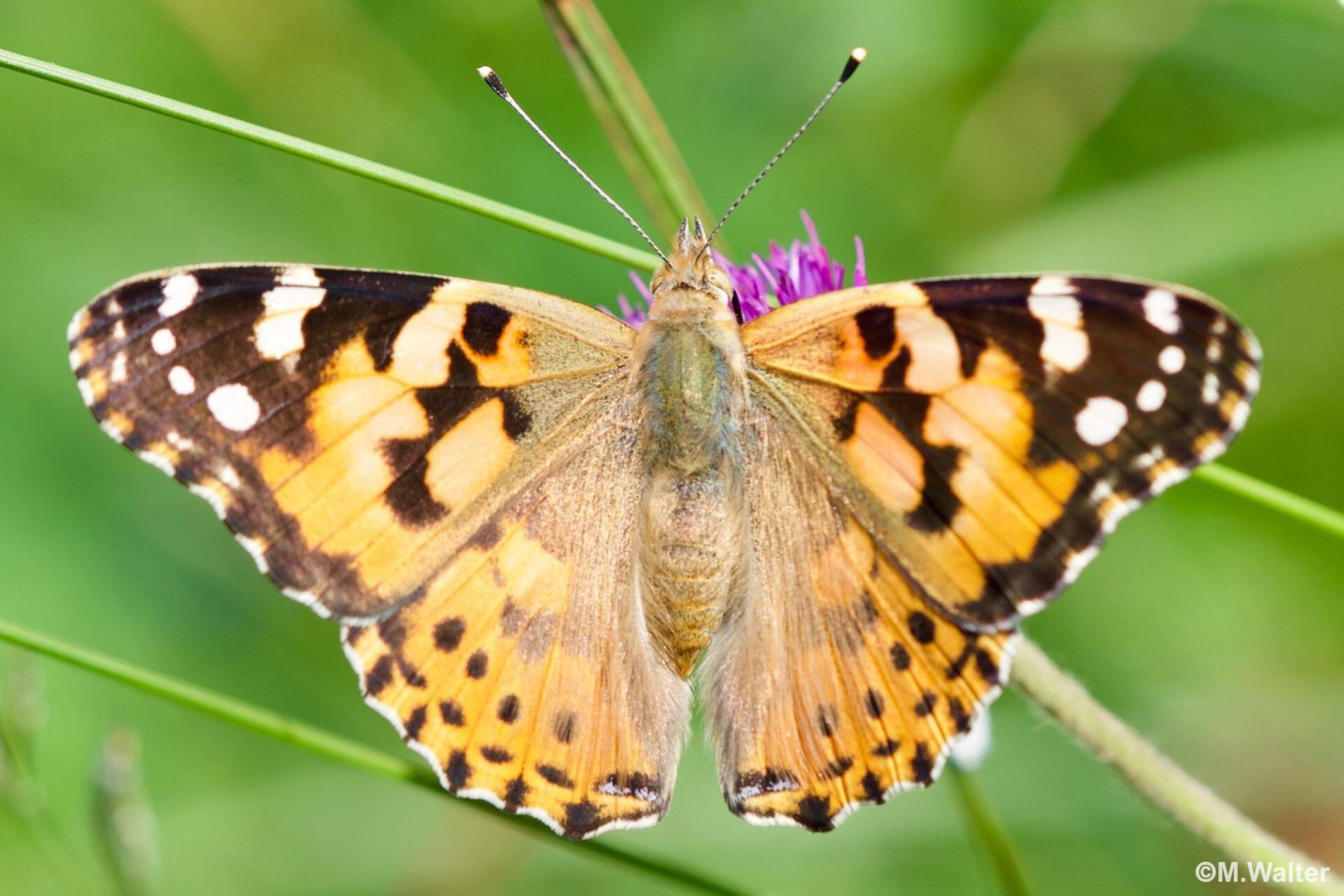 Distelfalter - Sommer ohne Schmetterlinge