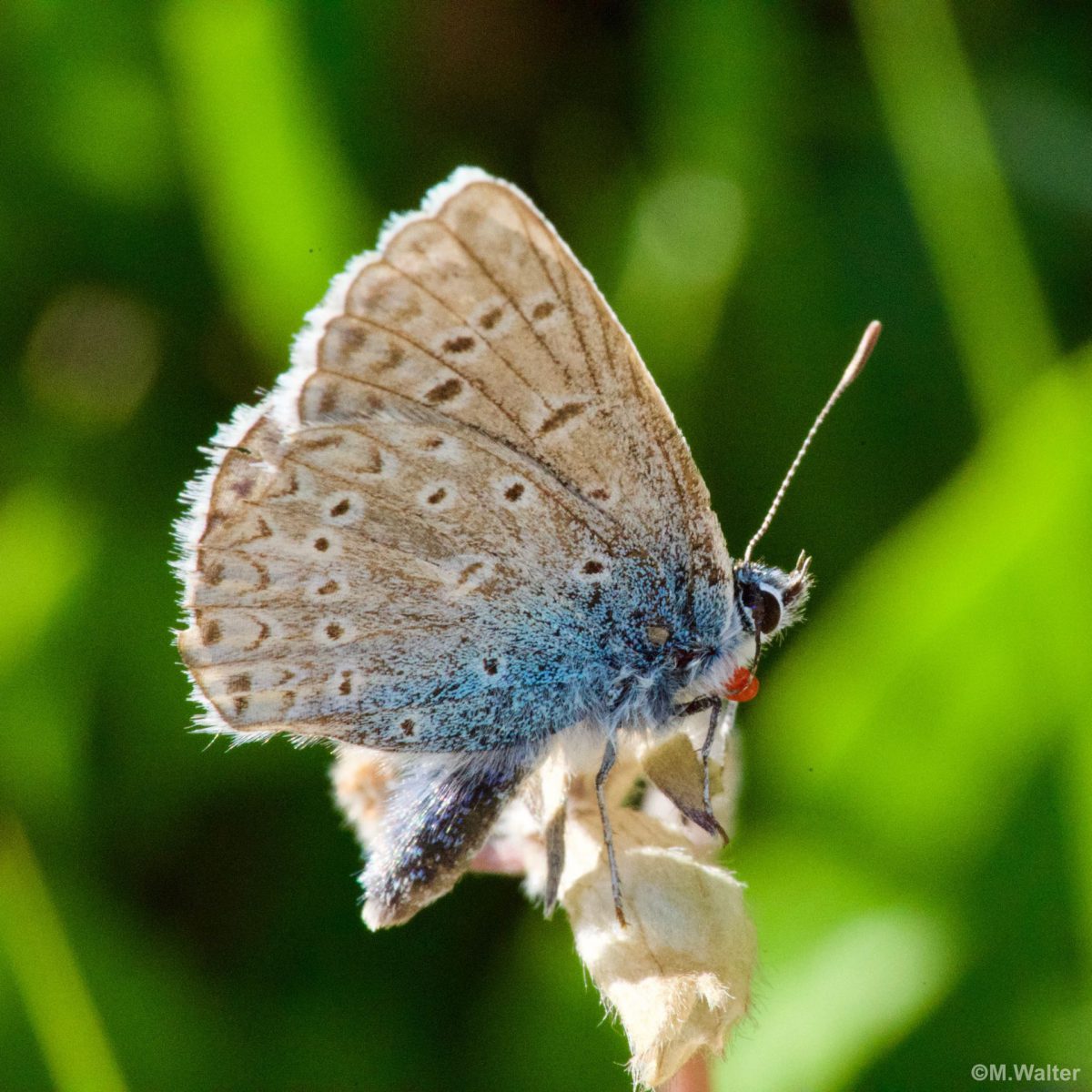 Bläuling - Sommer ohne Schmetterlinge