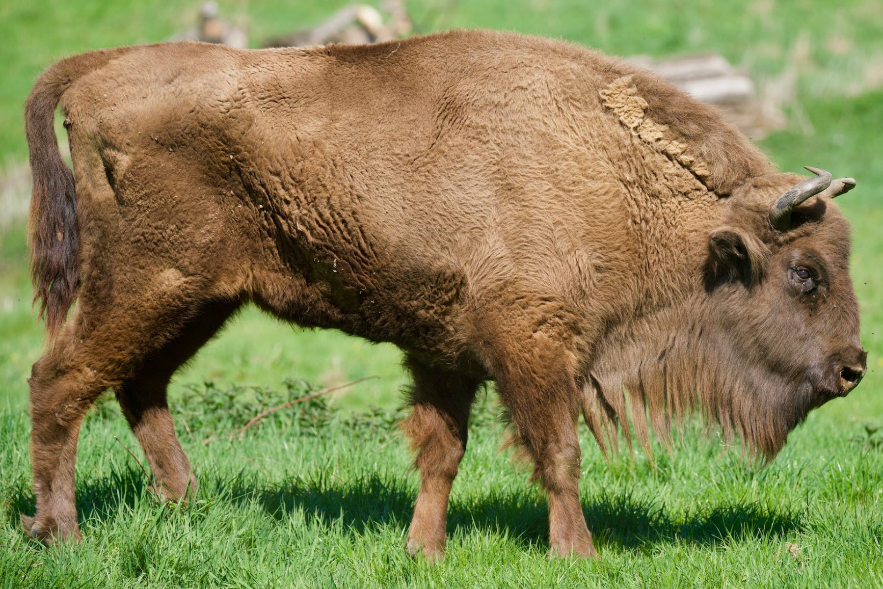 Wisent