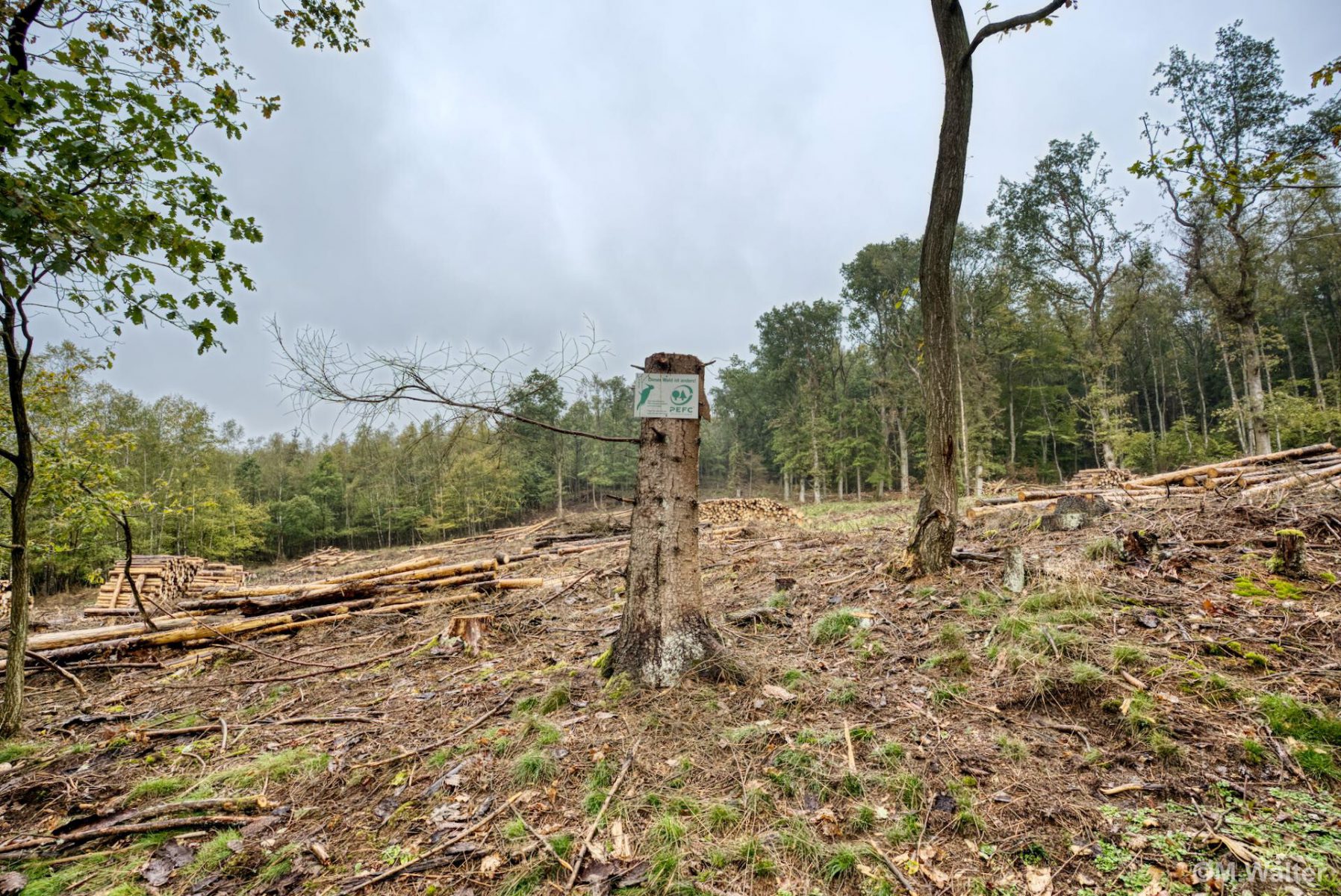 Geernteter Wald mit Nachhaltigkeitszertifikat