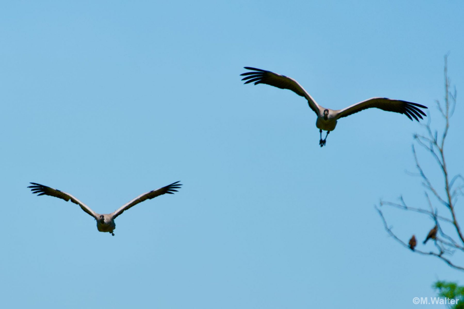 Kranichpaar im Flug - © Foto: Michael Walter