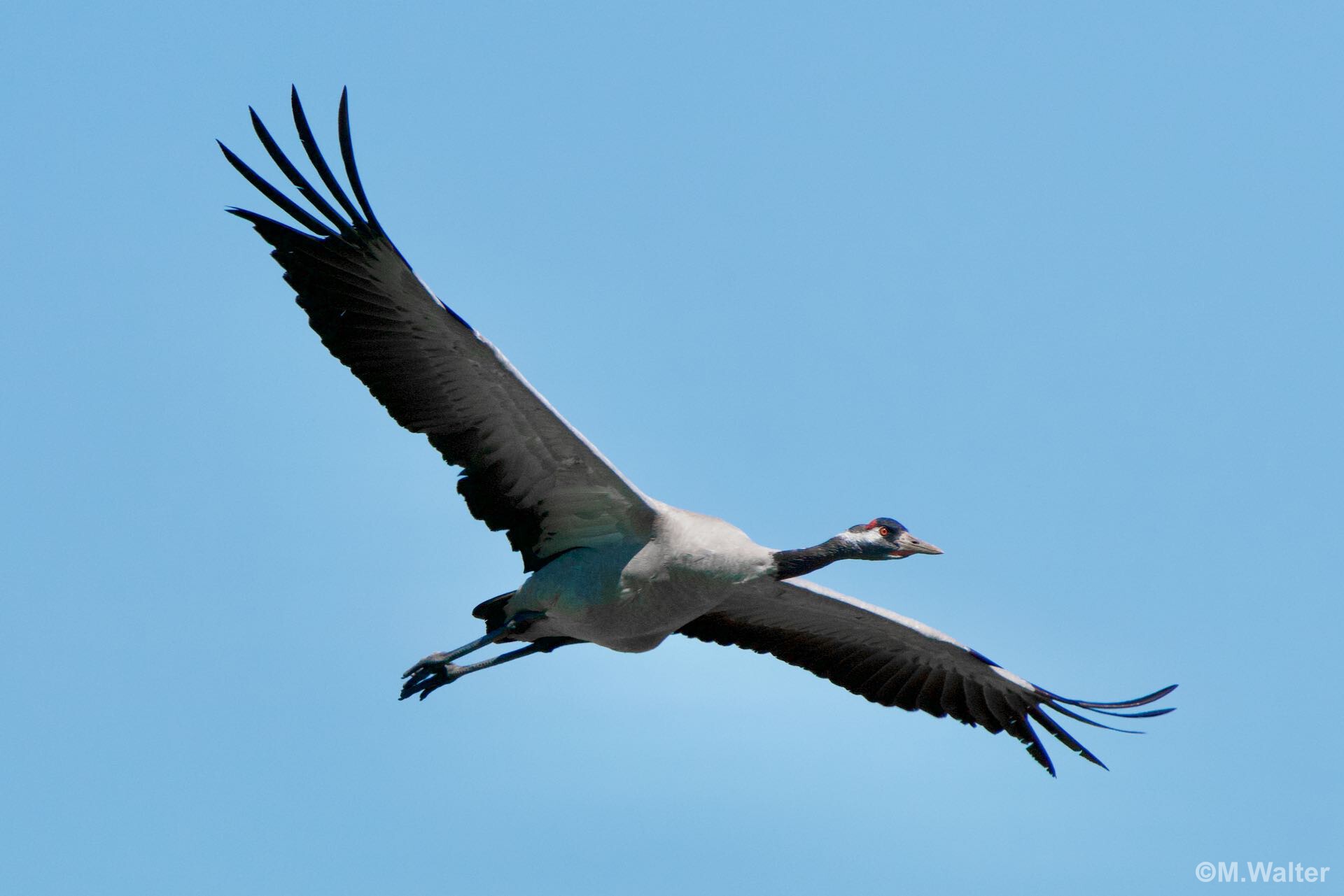 Kranich im Flug - © Foto: Michael Walter