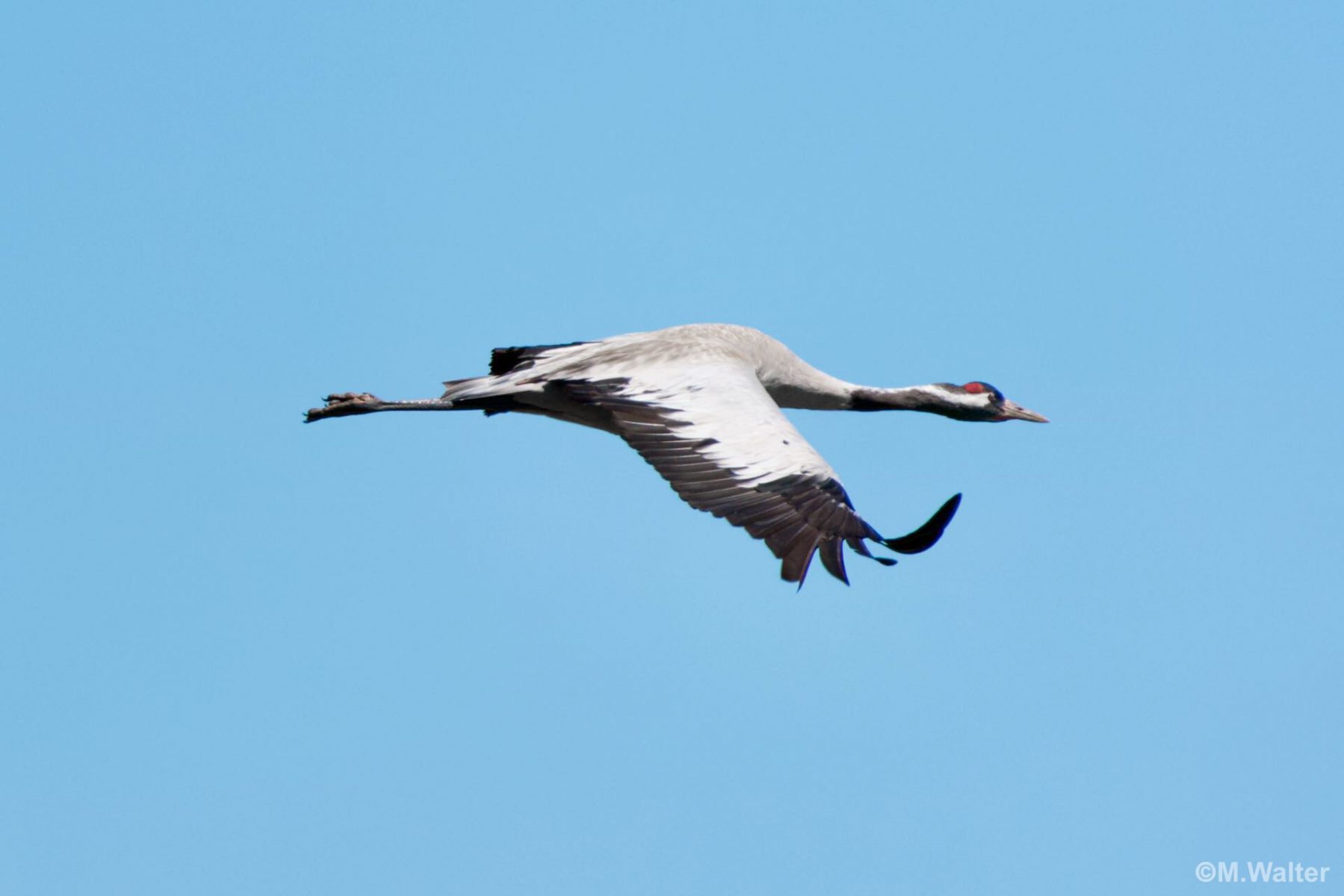 Kranich im Flug - © Foto: Michael Walter