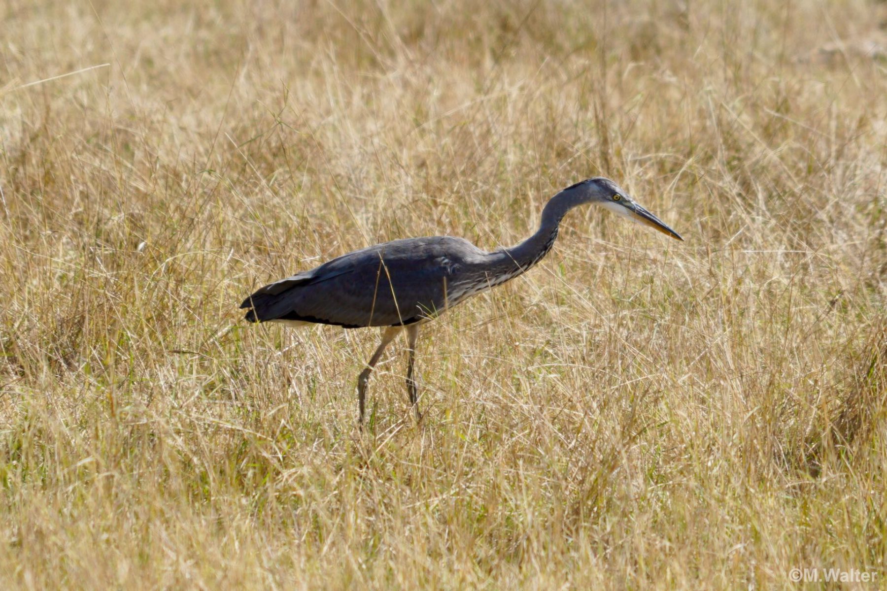 Graureiher auf Nahrungssuche im Feld - © Foto: Michael Walter