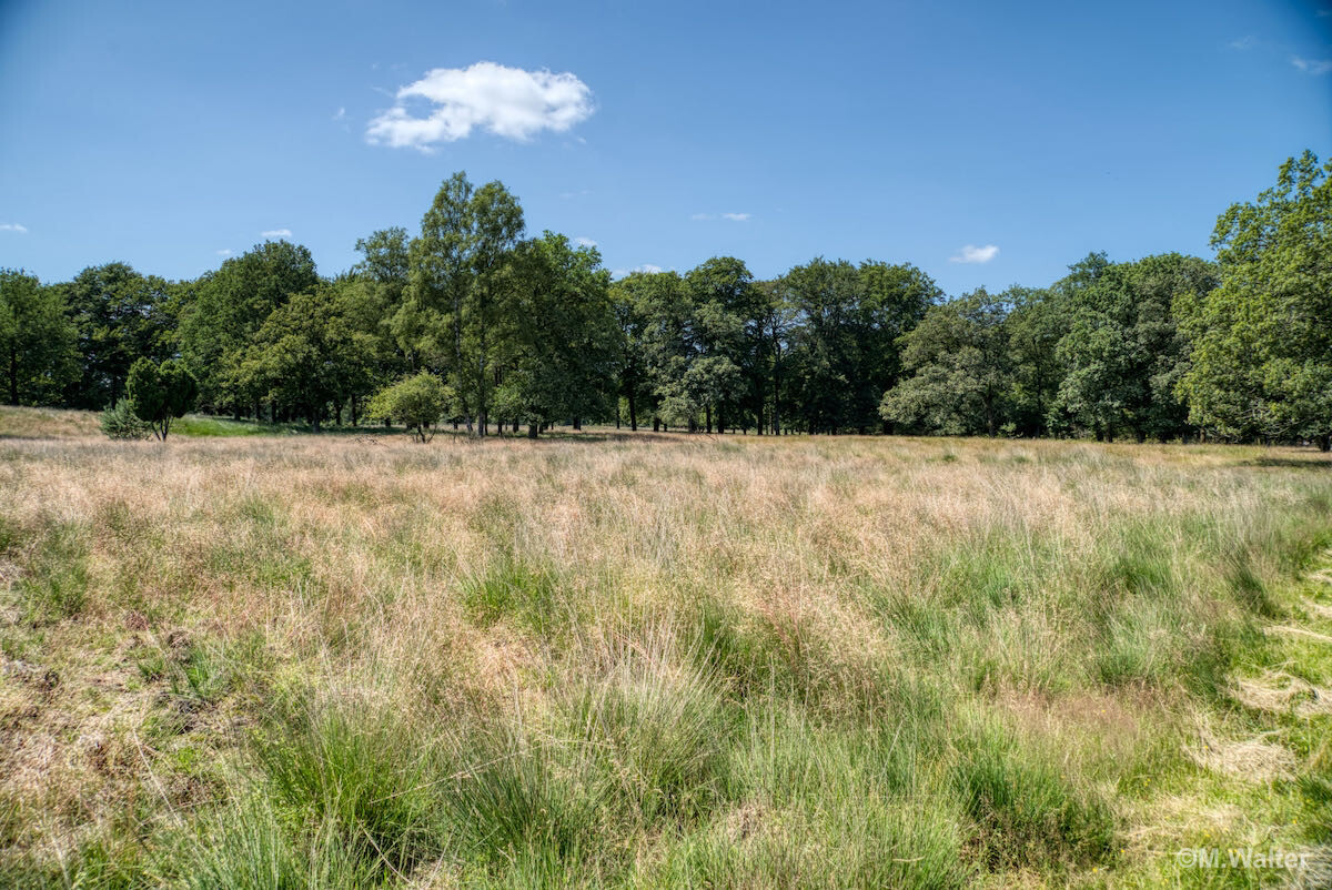 Landschaft im Nationalpark Hoge Veluwe