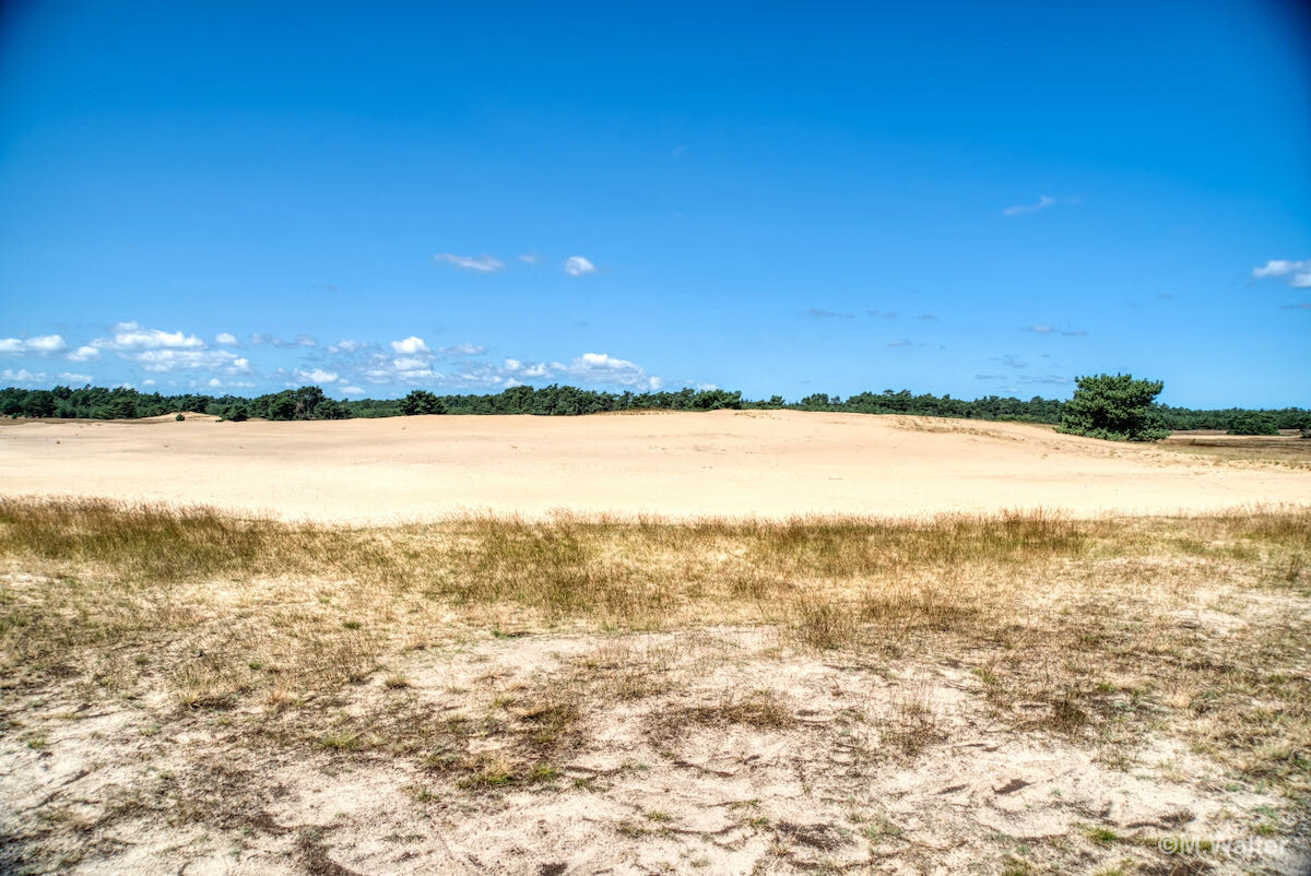 Sandlandschaft im Nationalpark Hoge Veluwe