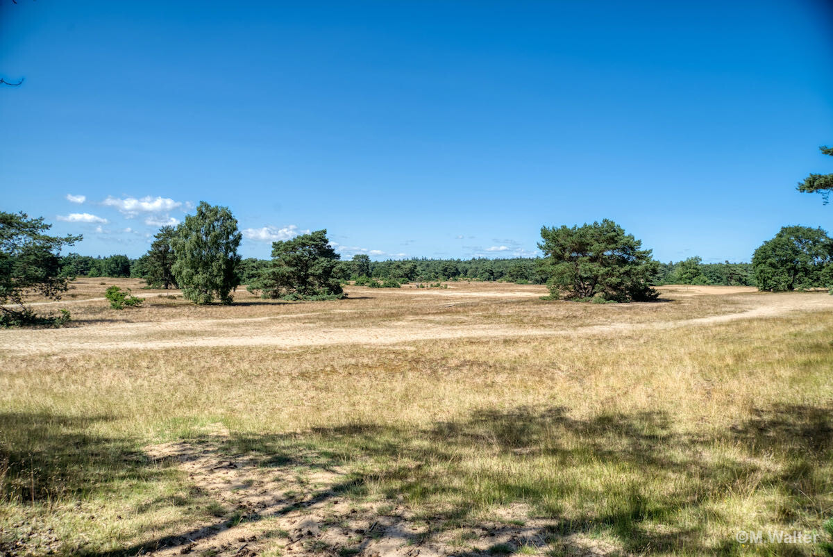 Heidelandschaft im Nationalpark Hoge Veluwe