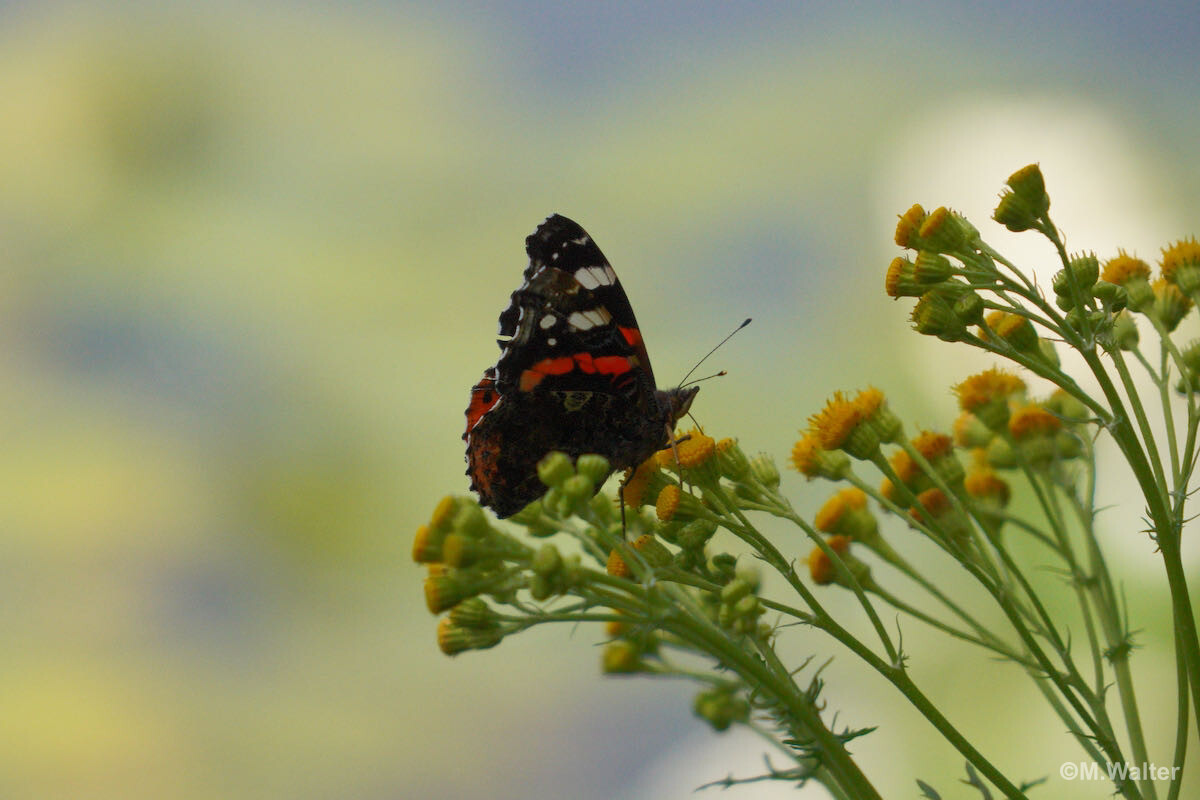 Schmetterling Admiral