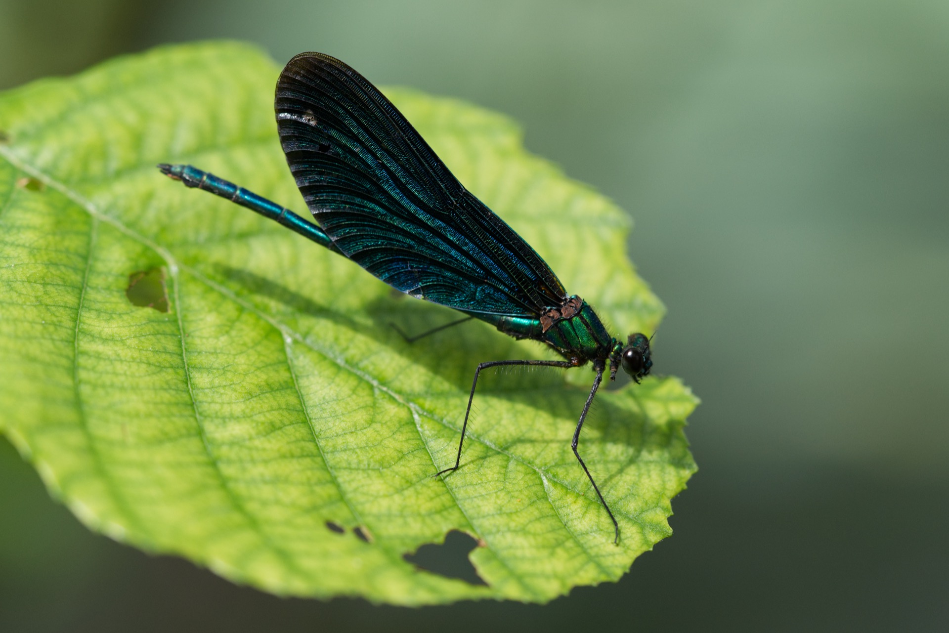 Blauflügel Prachtlibelle