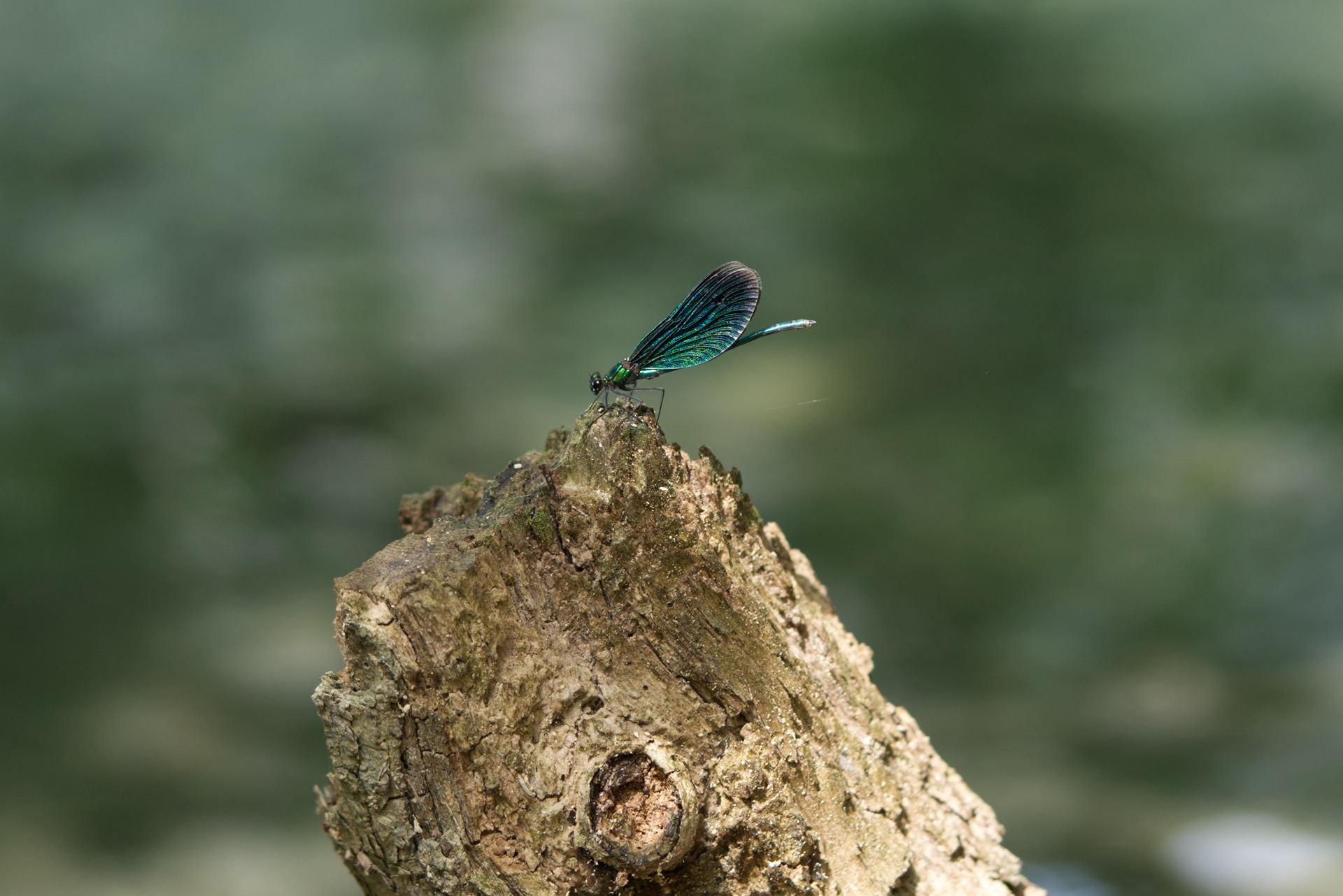 Blauflügel Prachtlibelle