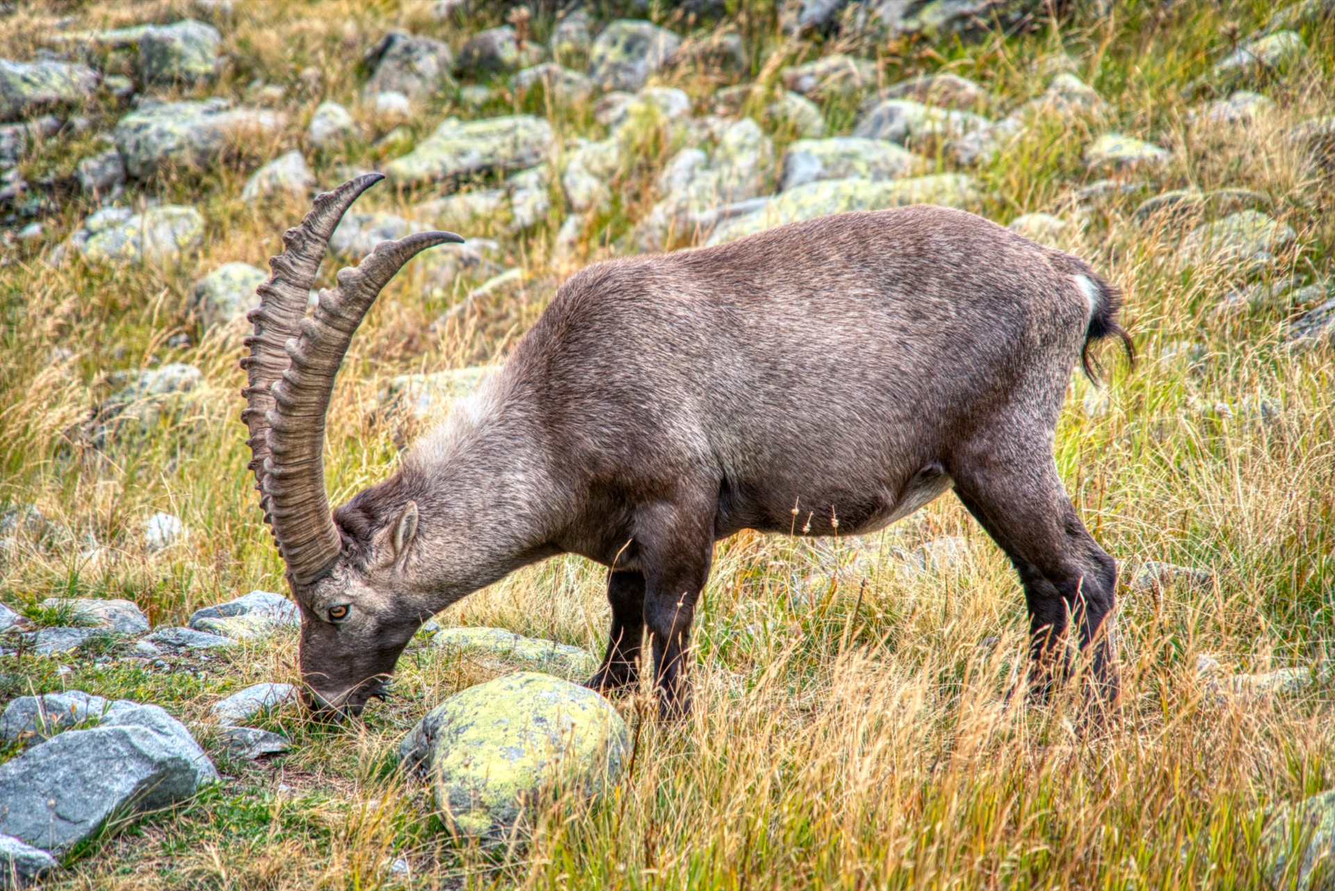 Steinbock