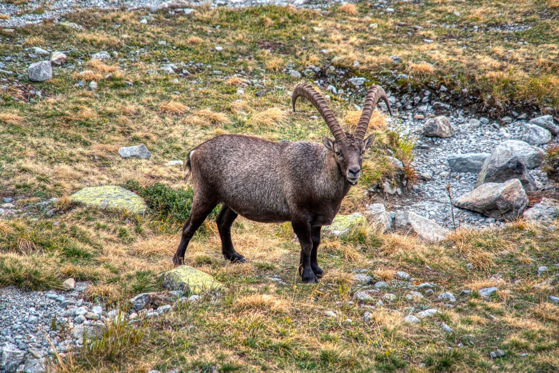 Steinbock