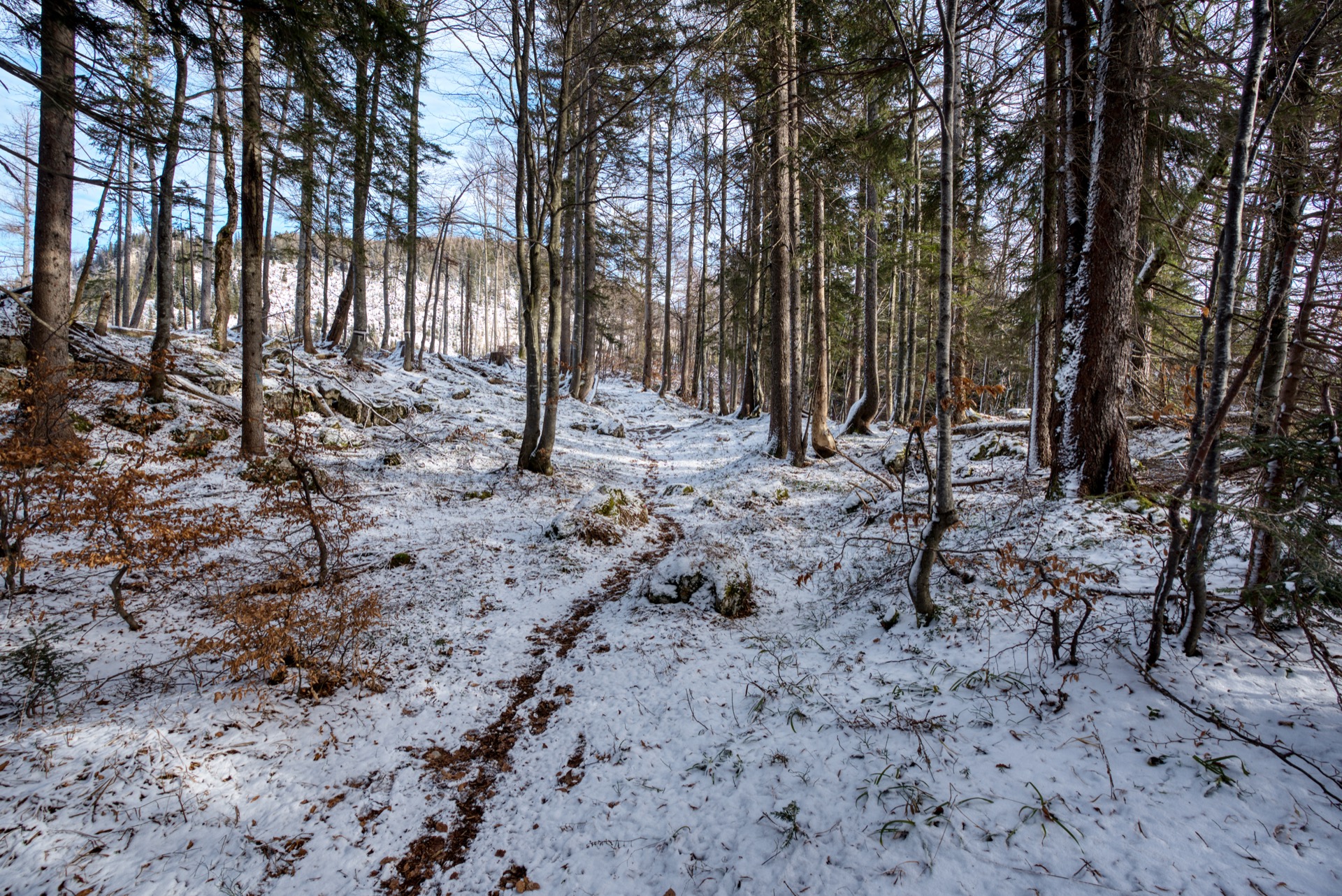 Wald auf dem Einberg