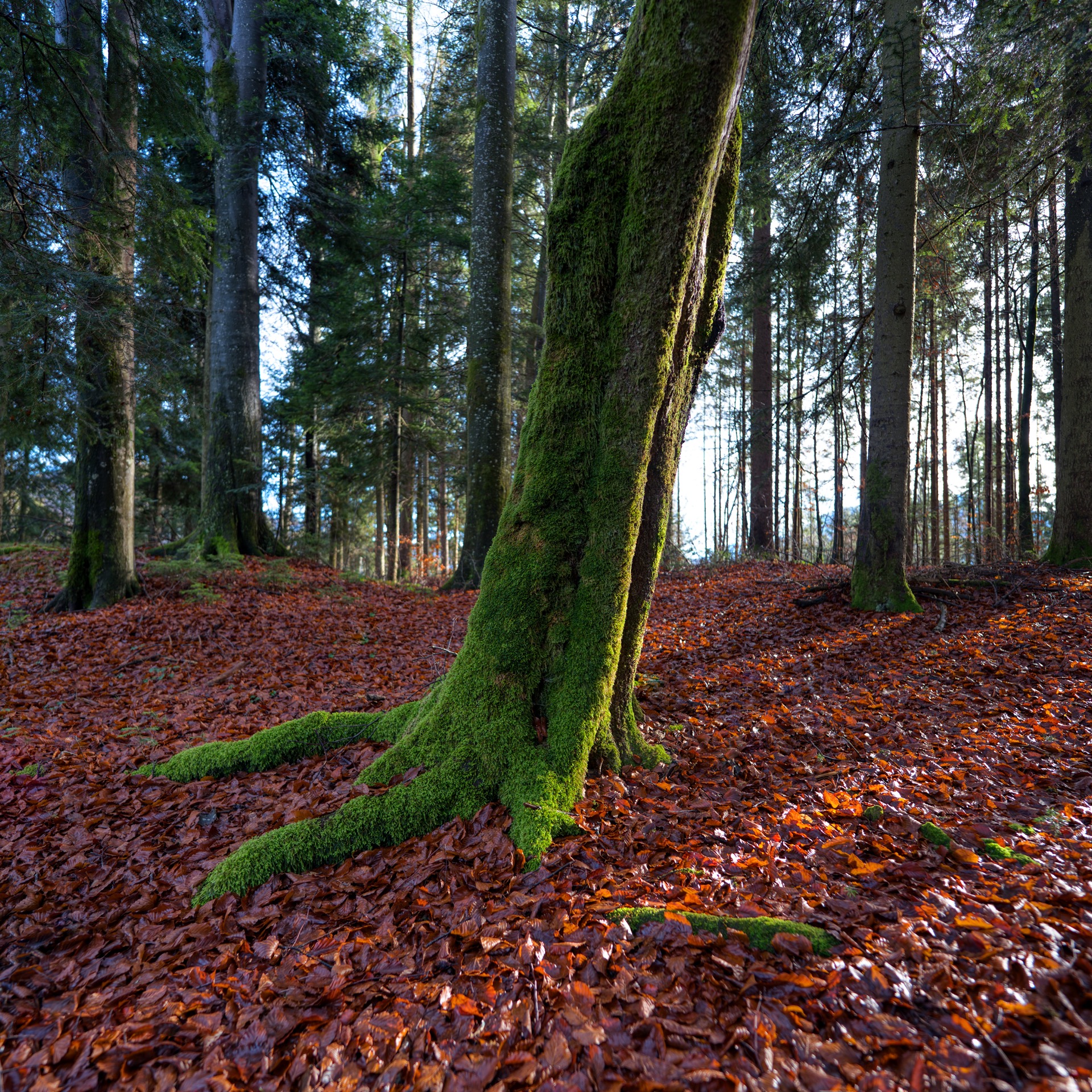 Baum mit Moos