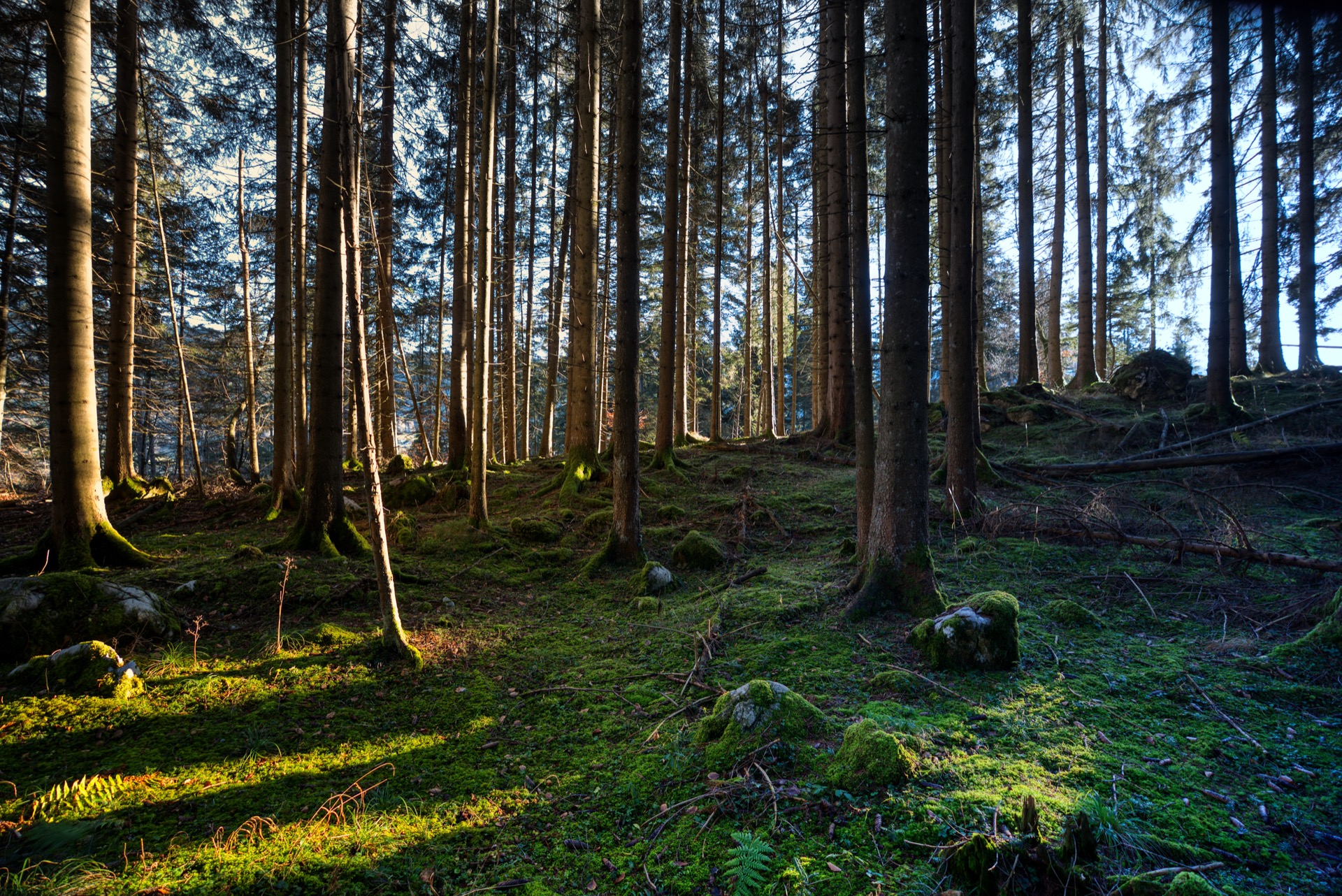 Konventionsweg durch den Wald