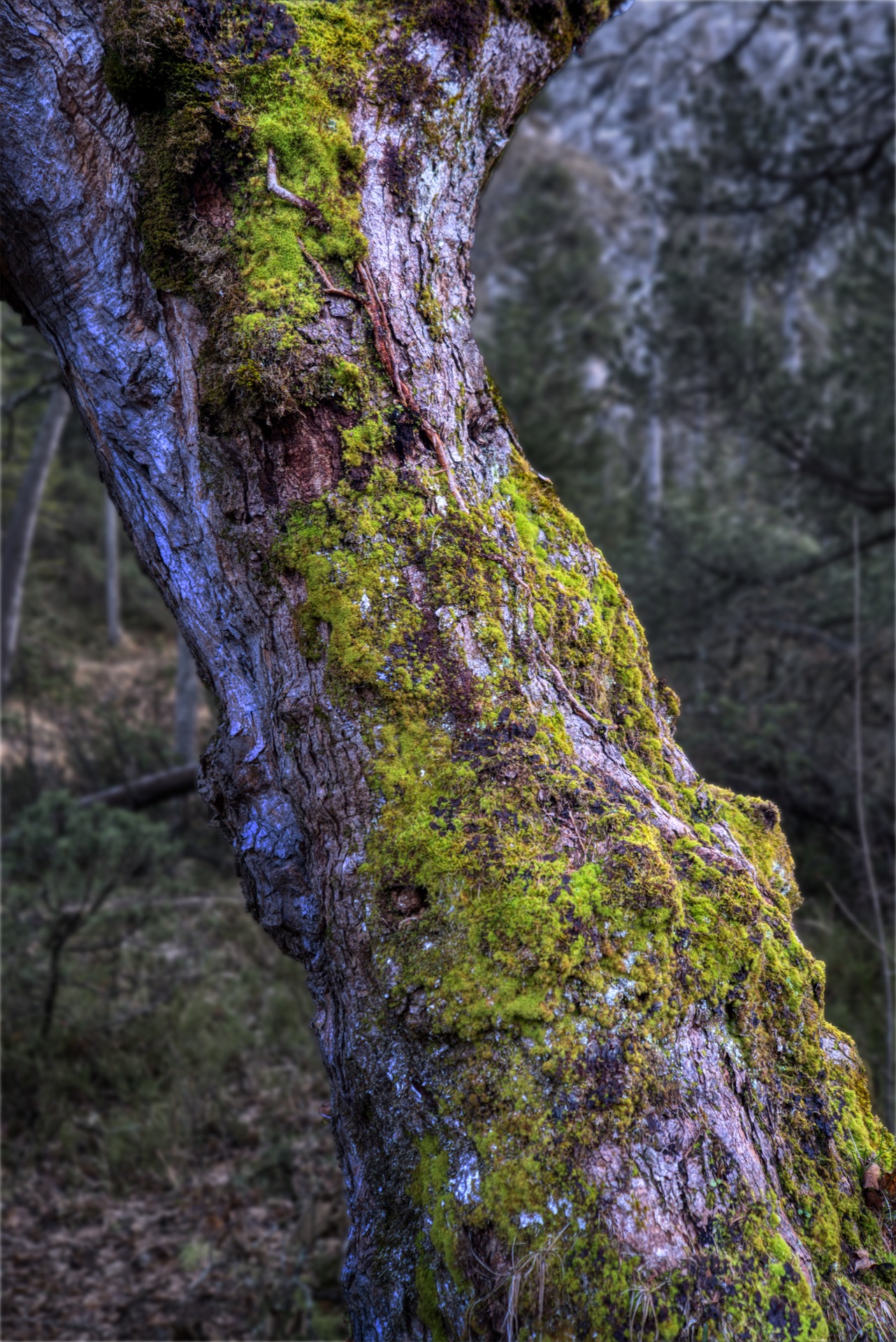 Alter Baum